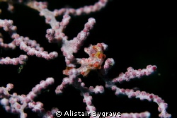 Hippocampus bargibanti by Alistair Bygrave 